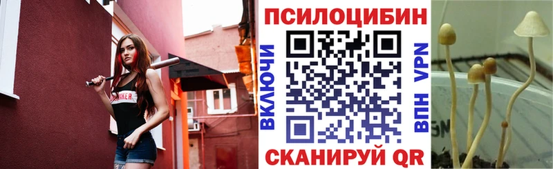 Купить где  Катайск  Псилоцибиновые грибы прущие грибы 